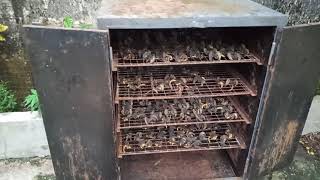 Snail Drying and Export