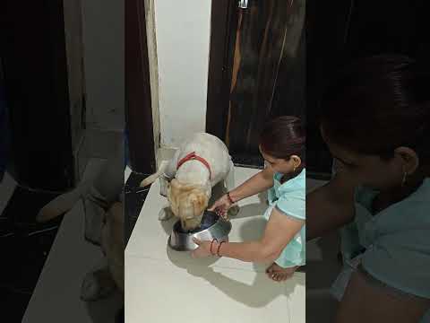 JerrySingh,s diet #labrador #cutedog #petlover