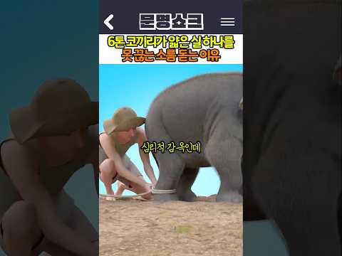 6톤 코끼리가 얇은 실 하나를 못 끊는 소름 돋는 이유