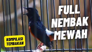 Download lagu MASTERAN MURAI BATU FULL ISIAN TEMBAKAN MEWAH SANGAT AMPUH MELATIH MURAI BATU BONGKAR ISIAN mp3