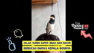 Download lagu BURUNG JALAK SUREN SUPER JINAK DAN GACOR❗BERKICAU TANPA MALU DIATAS KEPALA BOSNYA ❗ mp3