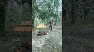 Download lagu LUMAYAN BESAR#sawit #petani #pertanian #farmer #oilpalm #camping #automobile @ahejaku mp3 Download lagu LUMAYAN BESAR#sawit #petani #pertanian #farmer #oilpalm #camping #automobile @ahejaku mp3