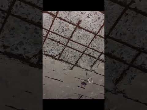 Ceiling repair work : step 1 ( Process by to remove the loose concrete and dead morter properly)