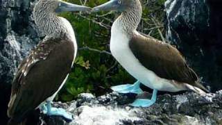 Kiss Kiss - Funny Animals (Jamon Web - You Baby)