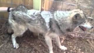 Socializing Anxious Dogs: The Girls... Maggie makes contact