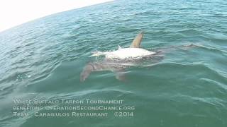 Hammerhead shark vs. tarpon