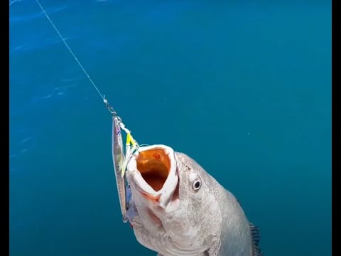 WE STARTED WITH THE GIANT ROCK BASS - YELLOW MOUTH GRAIN AND FINISHED WITH THE ANTENNA CORAL.