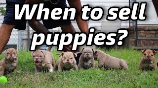 When to sell Puppies as a breeder?