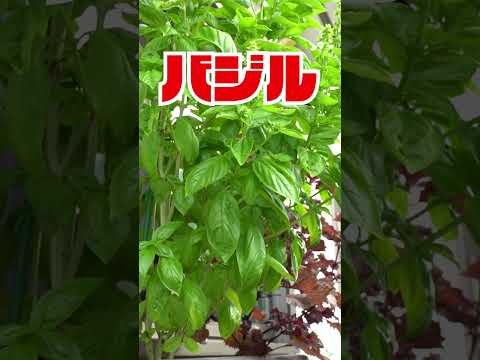  5月に育てた植物を害虫から守るにはどうすればよいですか？あなたのプランテーションを救う 5 つの自然な解決策!  庭園