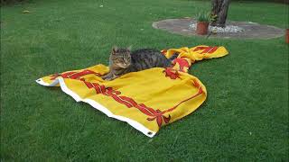 Skye the Skull - a Glasgow cat