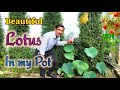 Grow Lotus in Pots / Full video from Seedling to Bloom