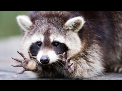 ナショナル ジオグラフィックの動物 - アライグマはどのくらい賢いのか。 2016 年 10 月