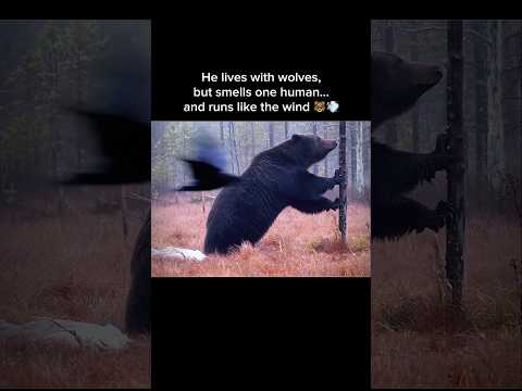 Brown Bear Smells Hidden Human