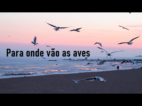 Para Onde Vão As Aves - Sérgio Lopes Voz e letra