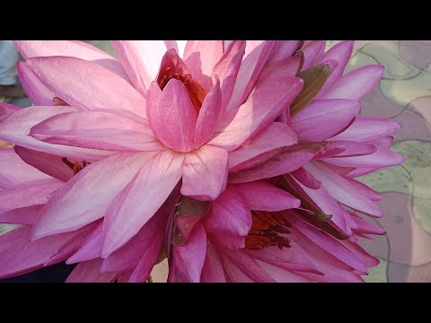 Vishnu kamalam  Flowers in   Vigit SV University