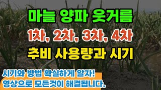 마늘 양파 웃거름 주는 시기 비닐과 볏짚 덮는시기 1차 2차 3차 추비 주는 방법 동해 냉해 서릿발 예방