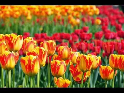 George Morgan - The Little Dutch Girl (Lyrics)