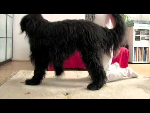 balance on two side legs dog trick- Elliot the Briard