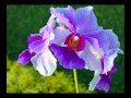 With an Orchid - Yanni