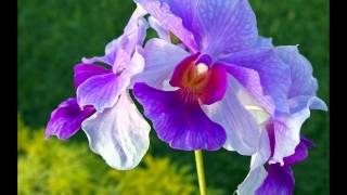 With an Orchid - Yanni