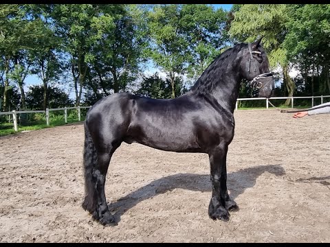 Stal Okkema's Falko - Meinte x Olrik - gelding - 2017 - 1.64m