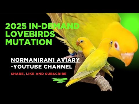 Lovebirds In-Demand Mutations For 2025 #normaniran1 #lovebird #aquamutation