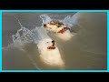 When Your Dog First Encounters With The Ocean Funny Animals 2025