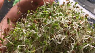 How to Sprout Red Clover Seeds! 🌱