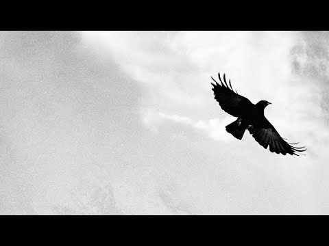 ARDA LEEN - Walking Between Birds