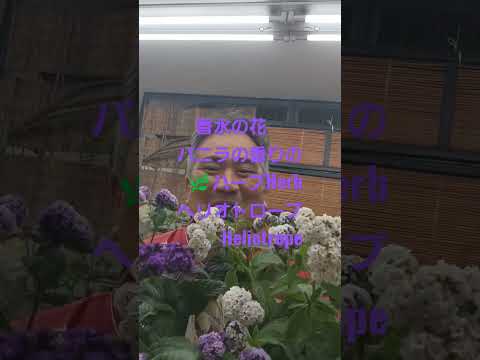 芳香植物-料理-パセリ-文化-ガーデニング