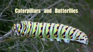 Butterfly Teaches Facts of Life to a Caterpillar