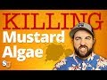 How To Get Rid Of YELLOW MUSTARD ALGAE In A POOL