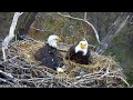 MN DNR ~ RARE Bald Eagle DUAL BROODING Of Chicks! Mom Pushes E2 Underneath Her Protecting From Rain!