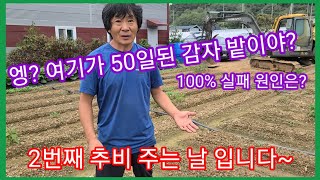 가을 홍감자 50일째 100%실패 원인과 2번째 추비 주는날~ 감자  재배방법  카스테라감자 홍심이 빨간감자…