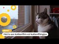 Leona's kat speelt in een nieuwe kattenfilm