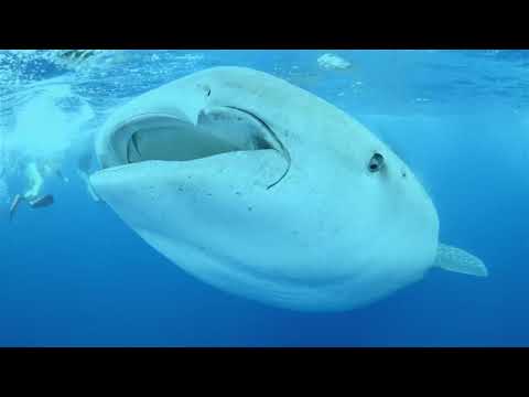 St Helena ... not just an island in the South Atlantic ... shared by Inspiration Africa