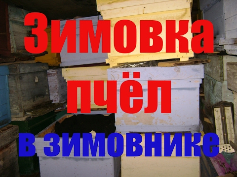 Зимовка пчел в надземном зимовнике с термодатчиком. 23 января 2016 года.