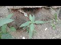 BOGAR SIDDARIN MURAI KARISILAIYIN KARPAM