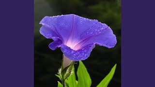 Download lagu Morning Flower (Remix) mp3 Download lagu Morning Flower (Remix) mp3