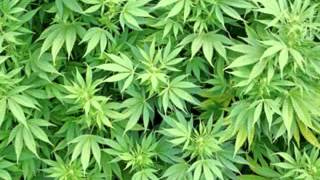 Raggasonic   Légaliser La Ganja Qualité CD