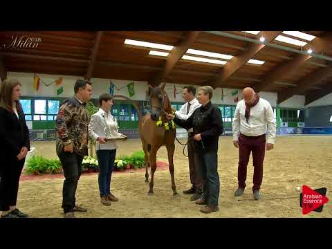 N.32 KALAHARI MA - Milan 2018 - Yearling Colts Championship (Class 16) 3rd place