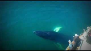 preview picture of video 'Amazing whalewatching tour from Ólafsfjörður, Iceland'