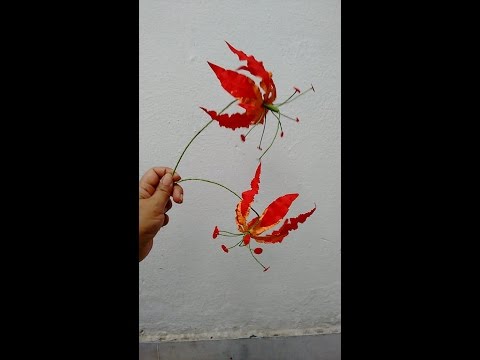 How to make Paper flowers Gloriosa Lily / Gloriosa superba(Flower # 51)