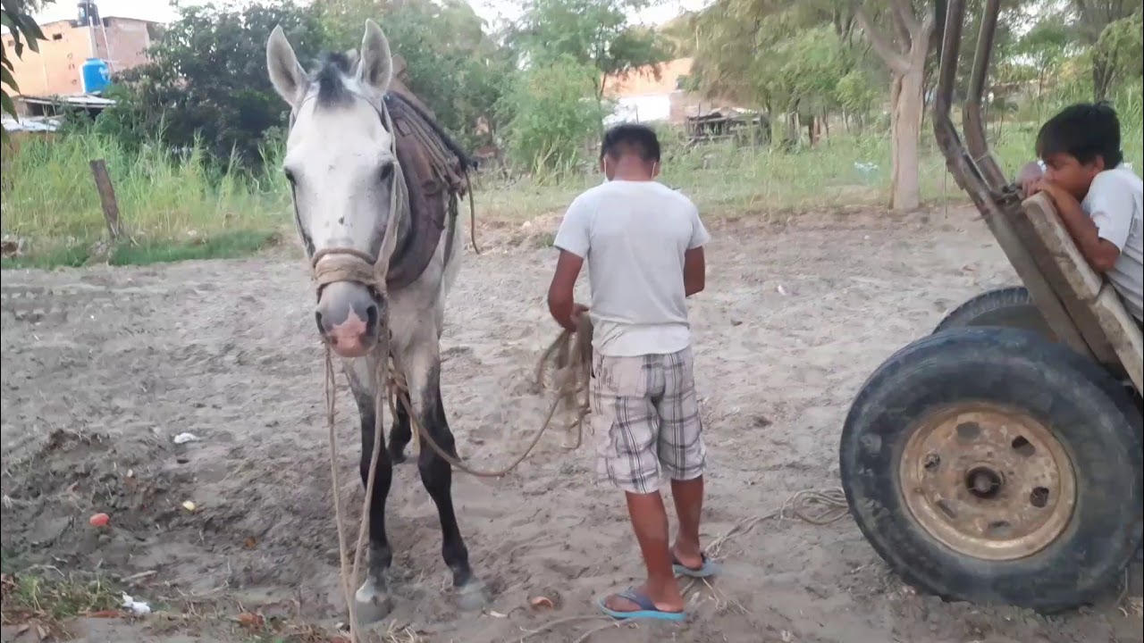 EQUIPANDO CABALLO CON CARRETA