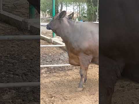 Top jersey Friesian #cow