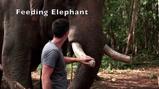 preview picture of video 'Elephant Project In Ratanakiri Northeast Cambodia. [Elephant in Cambodia] Trekking Cambodia'