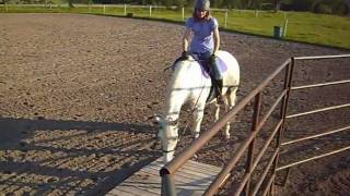 Horses (Song: Dreamer by Jenn Grant)