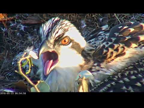 Face to Face With Osprey Chick in Savannah – May 23, 2018