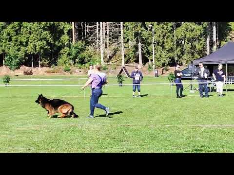 V1 pk u 113 +TEAM LEIKSAID HILTON FI17437/20 TSB 3/4 erinomainen irroittaa käskystä