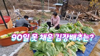 90일 못 채우고 배추 수확.  그래도 작년보다 낫다는. 김장 시작